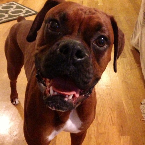 Meet your Posher’s pupper, RAJI!!! - Picture 5 of 7